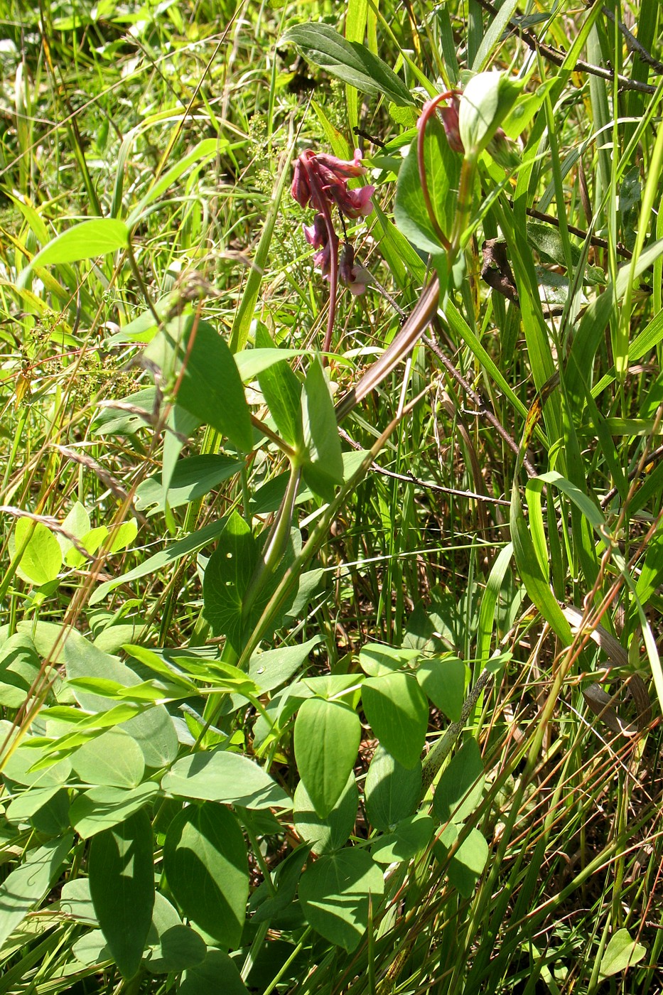 Изображение особи Lathyrus pisiformis.