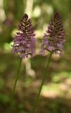 Anacamptis pyramidalis