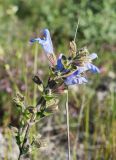 Salvia tomentosa. Соцветие. Крым, Бахчисарайский р-н, Качинский каньон, окр. с. Баштановка, долина р. Качи, луг. 27.06.2020.