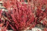 Salicornia perennans