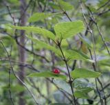 Lonicera sachalinensis. Верхушка плодоносящего побега (видна абаксиальная поверхность листьев). Москва, ГБС РАН, дендрарий. 31.08.2021.