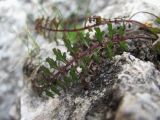 Pedicularis nordmanniana