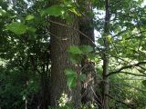 Alnus glutinosa. Нижние части стволов сросшихся старых деревьев и молодой поросли рядом. Московская обл., Дмитровский р-н, берег канала им. Москвы, опушка смешанного леса. 24.06.2021.