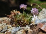 Armeria juniperifolia. Отцветающее растение. Марий Эл, г. Йошкар-Ола, мкр-н Гомзово, в культуре. 04.06.2022.