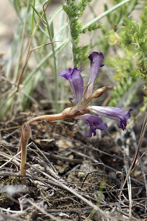 Изображение особи Orobanche amoena.