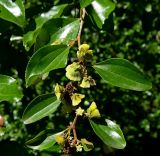 Paliurus ramosissimus. Часть ветви с плодами. Абхазия, г. Сухум, Сухумский ботанический сад. 25.09.2022.