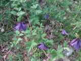 Clematis viticella