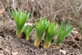 Eremurus spectabilis. Растения в начале вегетации. Краснодарский край, м/о г. Новороссийск, хр. Маркотх, Пенайская щель, грабово-дубовый лес, склон южной экспозиции, на взрыхленной кабанами почве. 16.02.2019.