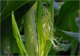 Zea mays