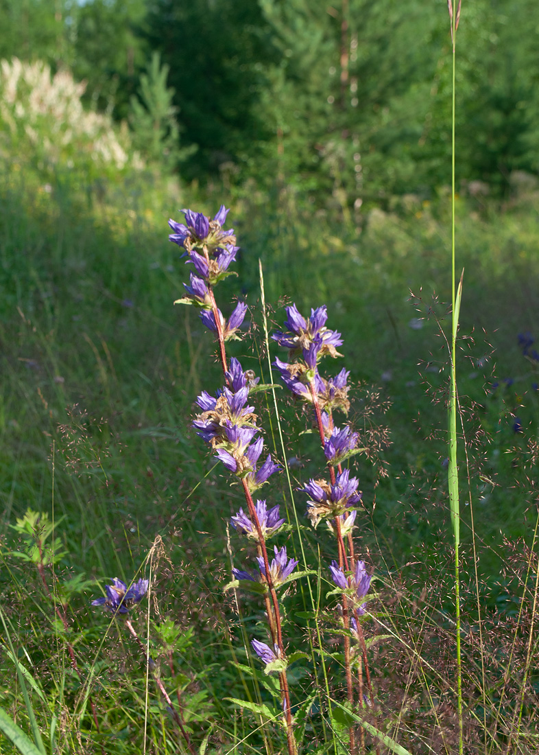 Изображение особи Campanula glomerata.