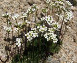 Draba magadanensis. Соцветия. Магаданская обл., Ольский р-н, бассейн р. Окса, крутой щебнисто-каменистый склон. 07.06.2023.