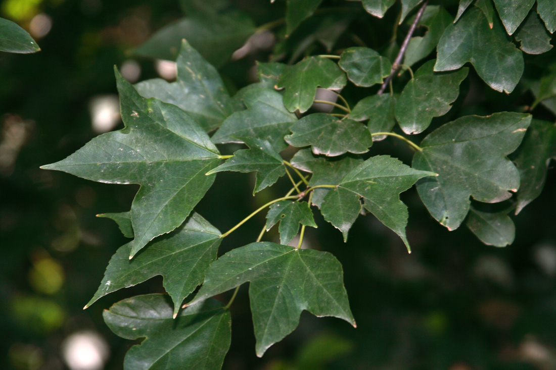 Image of Acer buergerianum specimen.