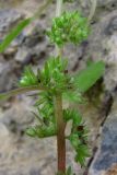 Parietaria chersonensis