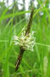 Carex rhynchophysa. Колосок. Окр. Архангельска, заболоченное местообитание. 15.06.2011.