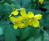 Chelidonium majus. Цветки с завязывающимися плодами. Украина, Киев, заказник \"Лесники\", боровая терраса Днепра. 22 мая 2011 г.