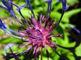 Centaurea montana. Центральная часть соцветия. США, Колорадо, Аспен, вдоль шоссе. 29 июня 2010 г.