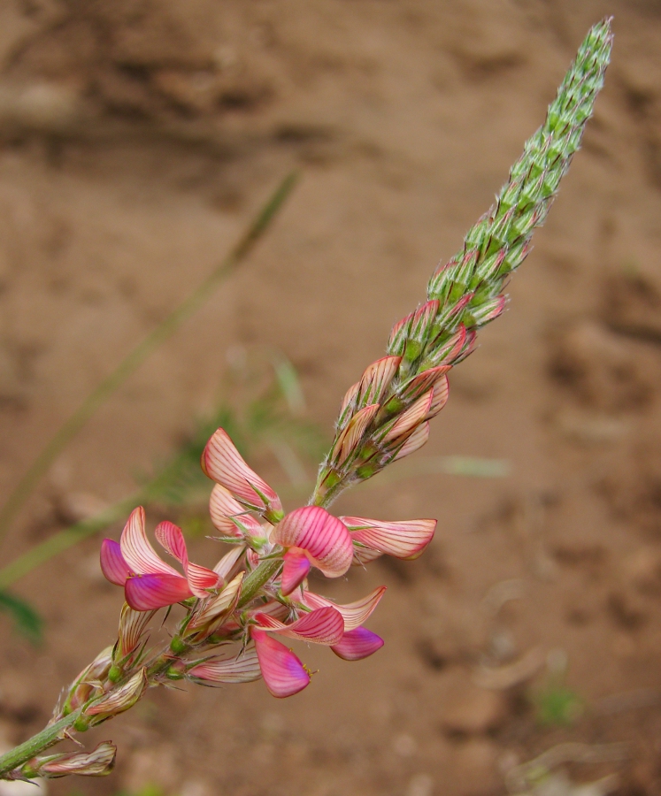 Изображение особи Onobrychis arenaria.