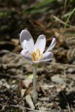 Colchicum umbrosum