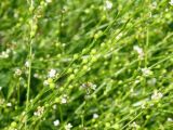 Crambe abyssinica