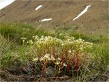 Saxifraga bronchialis