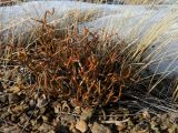 Ephedra distachya