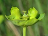 Euphorbia iberica. Соцветие. Крым, Севастополь, окр. пос. Любимовка. 29 апреля 2012 г.