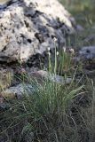 Allium inconspicuum. Цветущее растение. Южный Казахстан, горы Каракус. 20.04.2012.