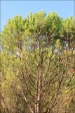 Pinus pinea. Верхняя часть кроны взрослого дерева. Черноморское побережье Кавказа, Геленджик, близ с. Прасковеевка, искусственные посадки. 5 ноября 2012 г.