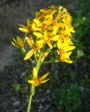 Ligularia schmidtii