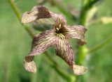 Hesperis tristis. Цветок. Украина, г. Запорожье, балка Партизанская. 02.05.2013.