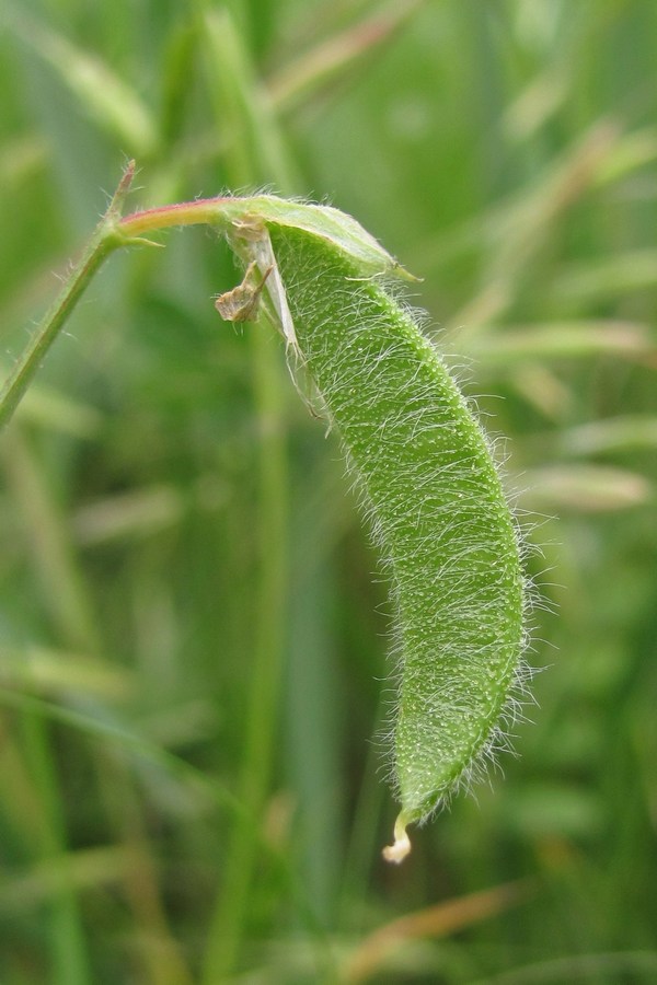 Изображение особи Lathyrus hirsutus.