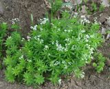 Galium odoratum