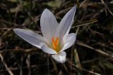 Crocus reticulatus