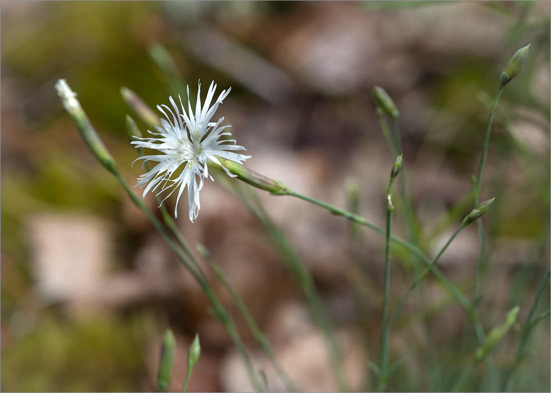 Изображение особи Dianthus borussicus.