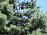 Picea pungens форма glauca. Ветви с шишками. Кемеровская обл., г. Прокопьевск. 06.07.2014.