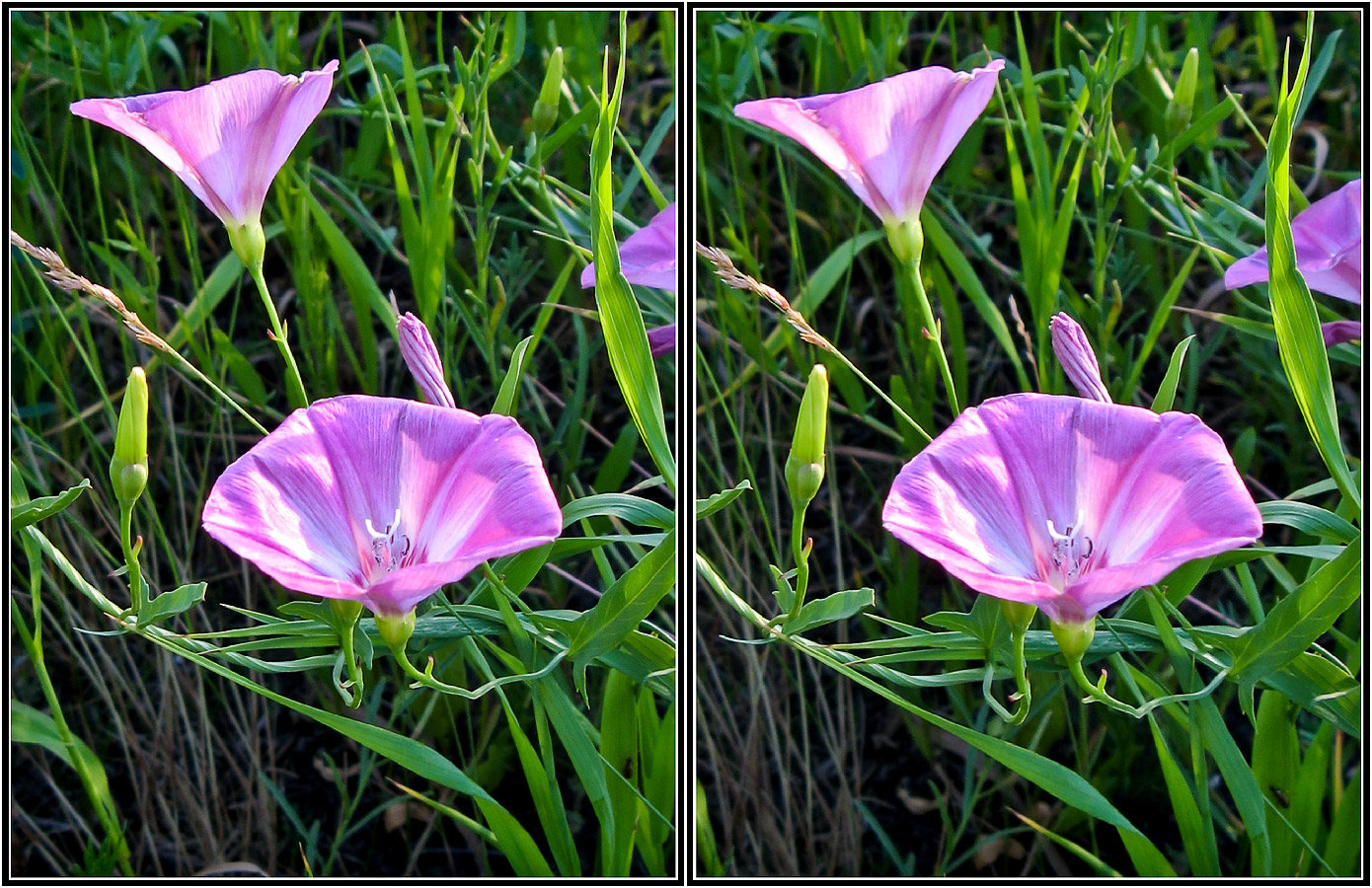 Изображение особи Convolvulus arvensis.