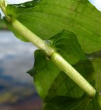 Potamogeton perfoliatus