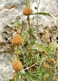 Leonotis leonurus. Побеги с соплодиями. Испания, Андалусия, пров. Малага, г. Бенальмадена, горный склон. Август 2015 г.