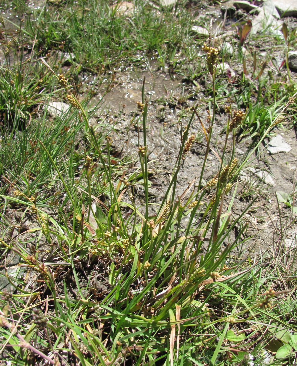 Image of genus Carex specimen.