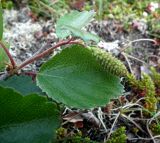 genus Betula. Ветвь с серёжкой. Кольский п-ов, Восточный Мурман, Дальние Зеленцы, южный склон седловины Аварийного мыса. 30.06.2011.