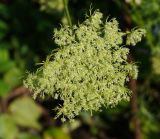 Daucus sativus