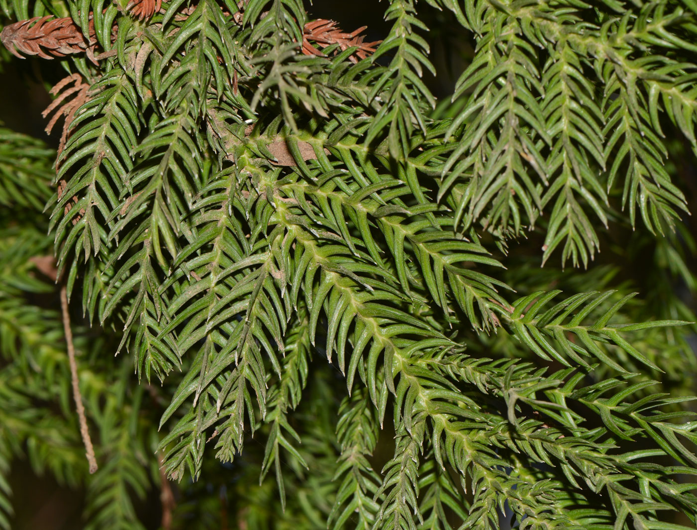 Изображение особи Araucaria angustifolia.