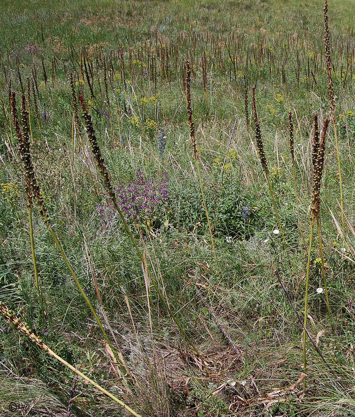 Изображение особи Eremurus spectabilis.