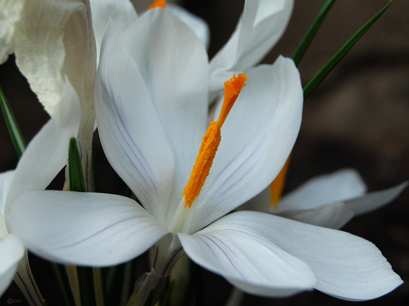 Изображение особи Crocus reticulatus.