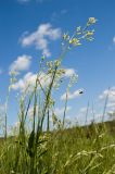 Eremogone longifolia