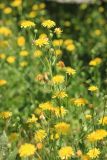 Crepis rhoeadifolia. Верхние части цветущих растений c опылителем – журчалкой Eristalis sp. Черноморское побережье Кавказа, г. Новороссийск, сорное. 27 июня 2016 г.