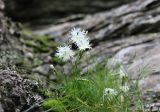 Dianthus acicularis. Цветущее растение. Средний Урал, Пермский край, Горнозаводский р-н, окр. пос. Промысла, вершина горы Колпаки, скальные выходы кварцевых сланцев. 11.07.2017.