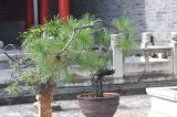 genus Pinus. Дерево с шишкой. Китай, пров. Юньнань, г. Лицзян, музейный комплекс \"Имение Му\", бонсай. 01.11.2016.