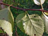 Betula dauurica. Часть веточки (листья с нижней стороны). Бурейский р-н, окр. с. Виноградовка, обочина дороги среди разнопородных кустарников. 20.07.2016.