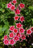 Phlox drummondii